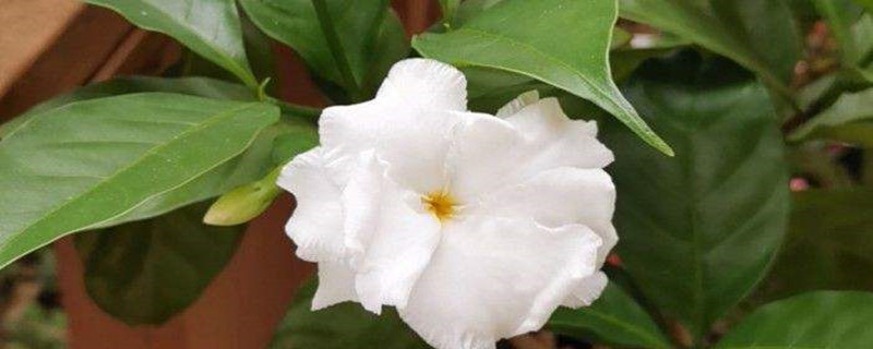 狗牙花有毒吗，对人身体有害吗，可以放室内养吗