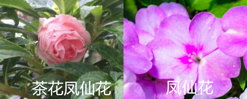 茶花凤仙花和凤仙花有区别吗