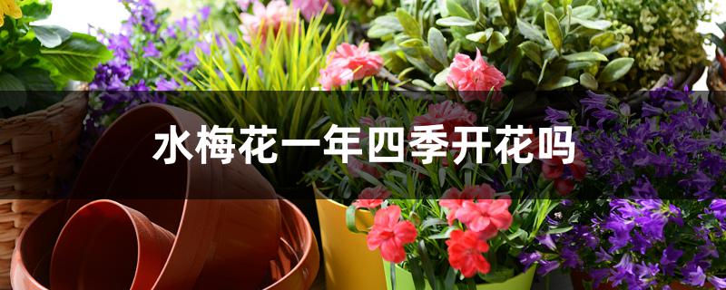 水梅花一年四季开花吗