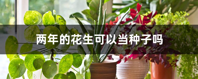 两年的花生可以当种子吗 两年的花生可以当种子吗