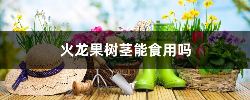 火龙果树茎能食用吗 火龙果树茎能食用吗