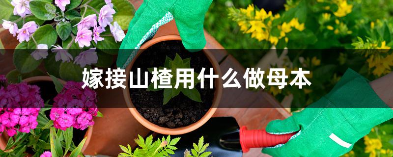 嫁接山楂用什么做母本 嫁接山楂用什么做母本