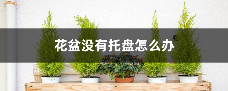 花盆没有托盘怎么办