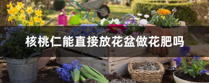 核桃仁能直接放花盆做花肥吗