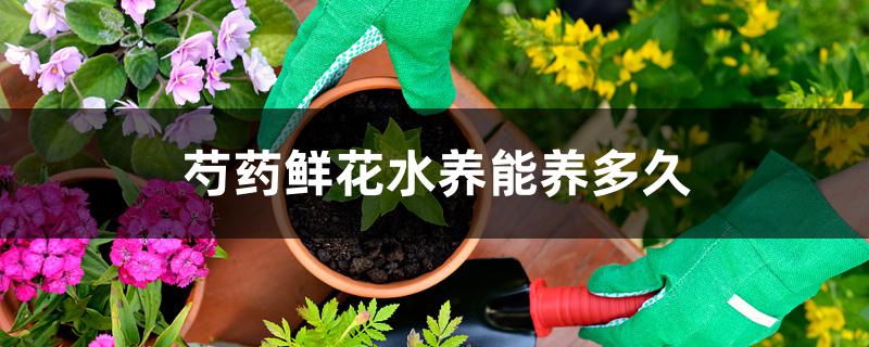 芍药鲜花水养能养多久