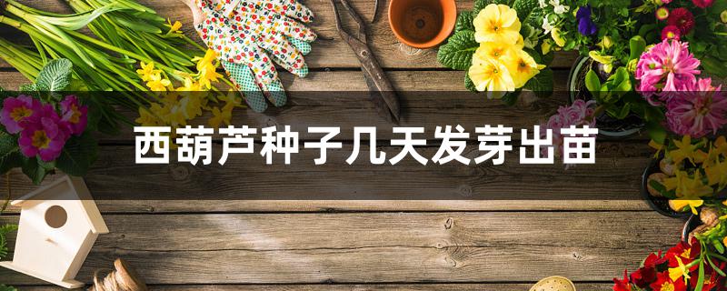 西葫芦种子几天发芽出苗 西葫芦种子几天发芽出苗