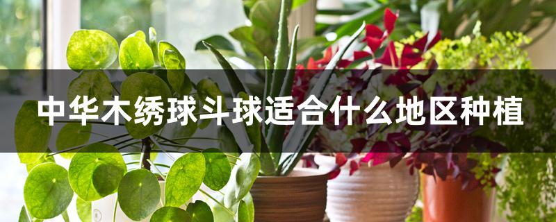 中华木绣球斗球适合什么地区种植