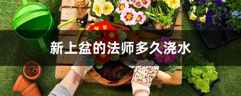 新上盆的法师多久浇水