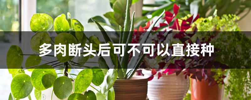 多肉断头后可不可以直接种