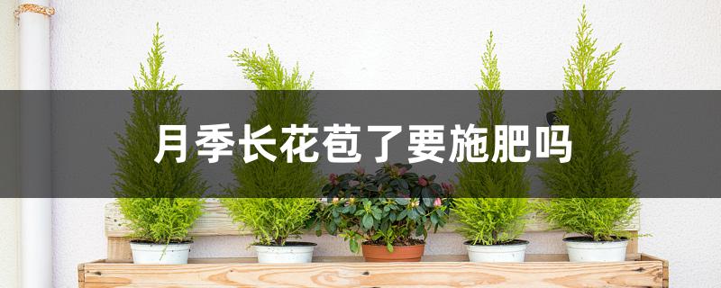 月季长花苞了要施肥吗