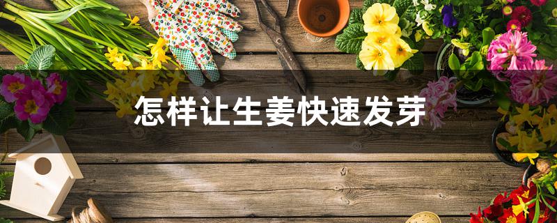 怎样让生姜快速发芽