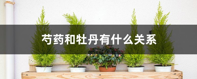 芍药和牡丹有什么关系