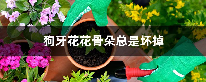 狗牙花花骨朵总是坏掉 狗牙花花骨朵总是坏掉
