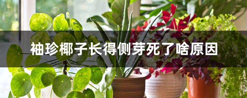 袖珍椰子长得侧芽死了啥原因