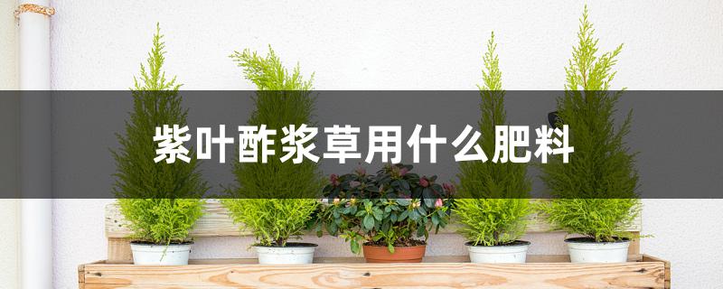 紫叶酢浆草用什么肥料