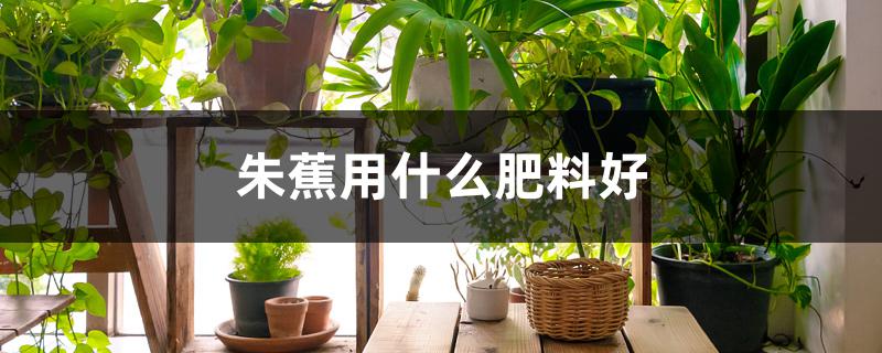 朱蕉用什么肥料好