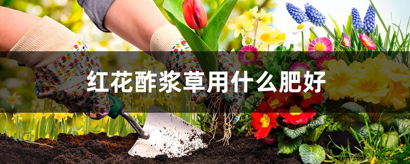 红花酢浆草用什么肥好 红花酢浆草用什么肥好