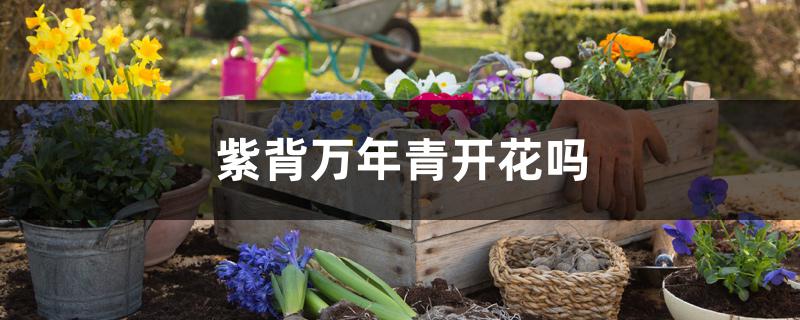 紫背万年青开花吗