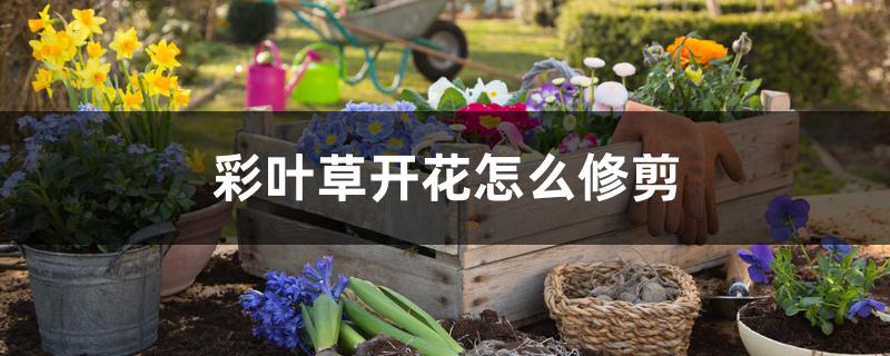 彩叶草开花怎么修剪