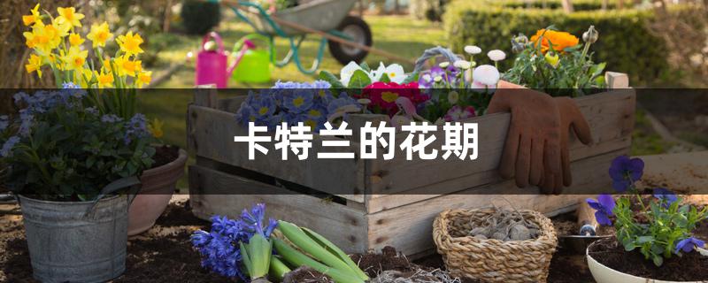 卡特兰的花期