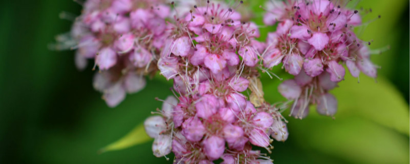 小手球花怎么养