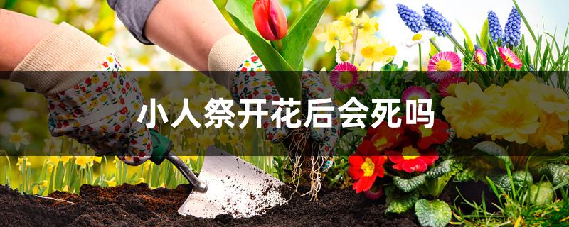 小人祭开花后会死吗