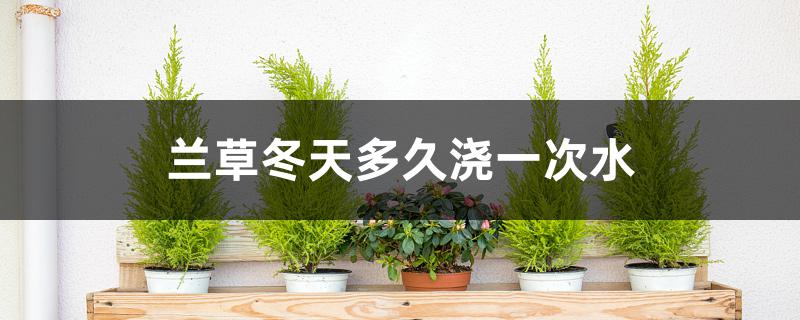 兰草冬天多久浇一次水 兰草冬天多久浇一次水