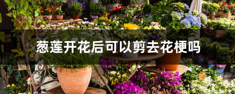 葱莲开花后可以剪去花梗吗