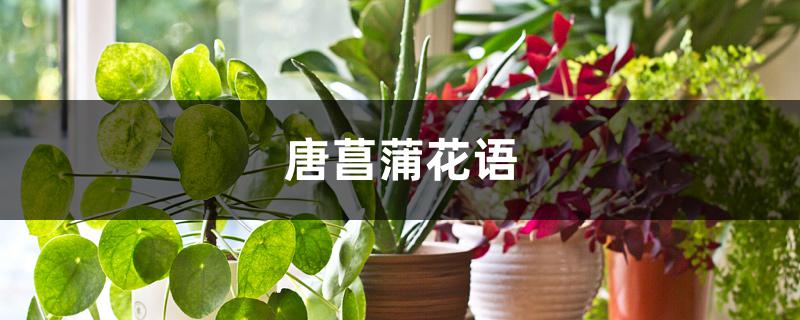 唐菖蒲花语