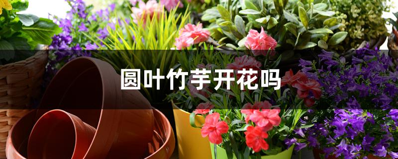 圆叶竹芋开花吗