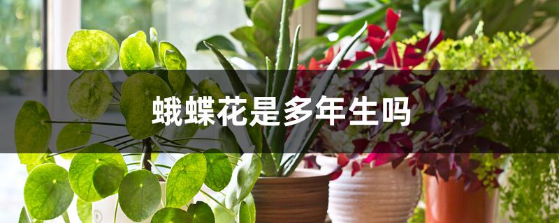 蛾蝶花是多年生吗