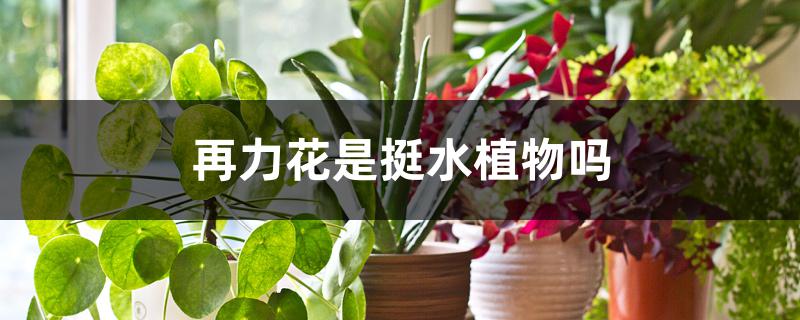 再力花是挺水植物吗