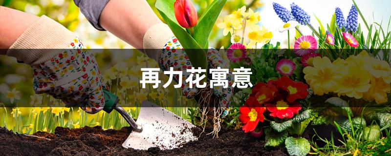 再力花寓意