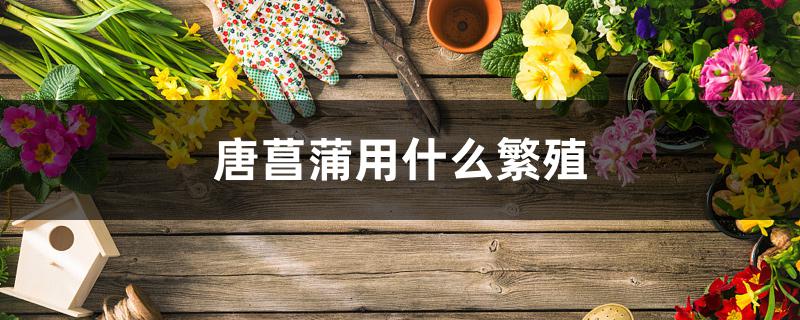 唐菖蒲用什么繁殖