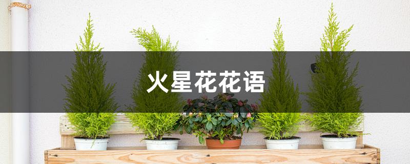火星花花语
