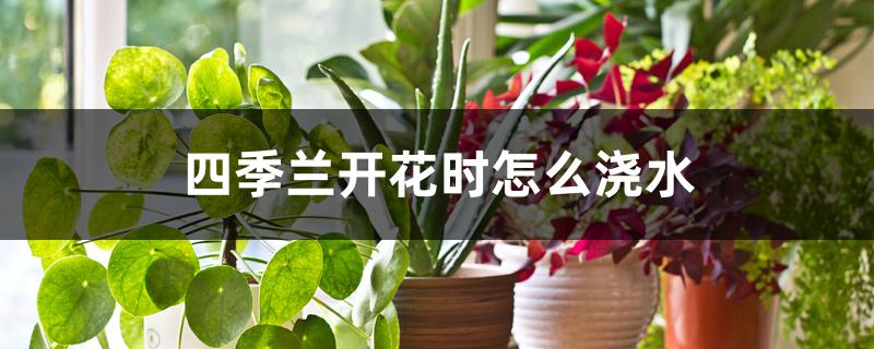 四季兰开花时怎么浇水