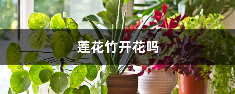 莲花竹开花吗