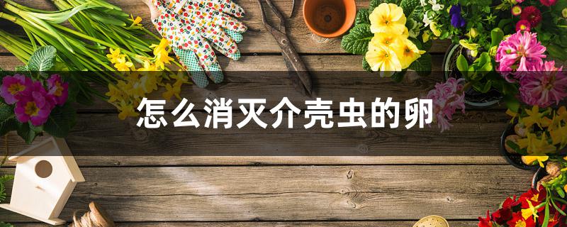怎么消灭介壳虫的卵 怎么消灭介壳虫的卵