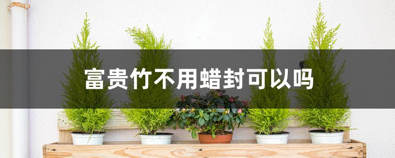 富贵竹不用蜡封可以吗