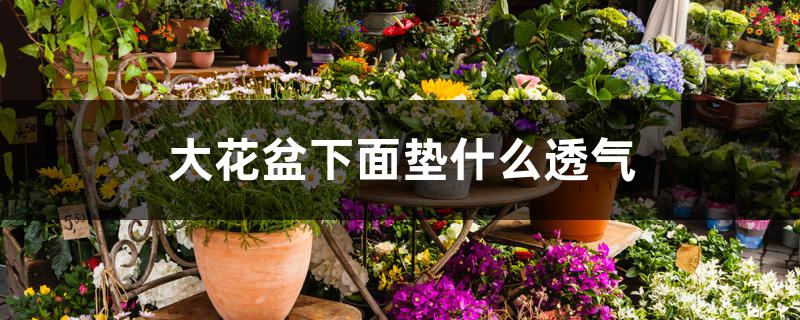 大花盆下面垫什么透气 大花盆下面垫什么透气
