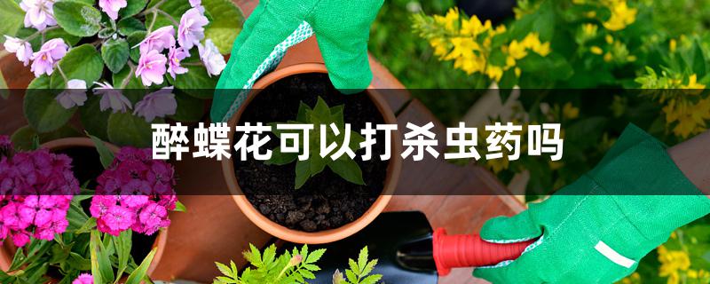 醉蝶花可以打杀虫药吗