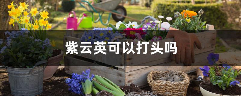 紫云英可以打头吗