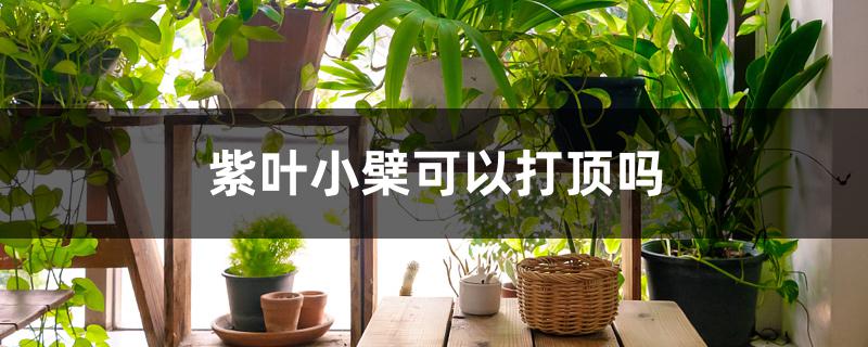 紫叶小檗可以打顶吗 紫叶小檗可以打顶吗