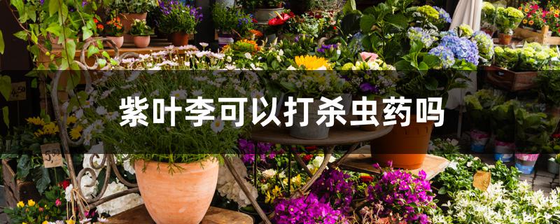 紫叶李可以打杀虫药吗 紫叶李可以打杀虫药吗