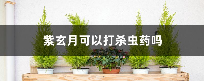 紫玄月可以打杀虫药吗