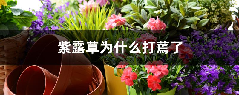 紫露草为什么打蔫了 紫露草为什么打蔫了
