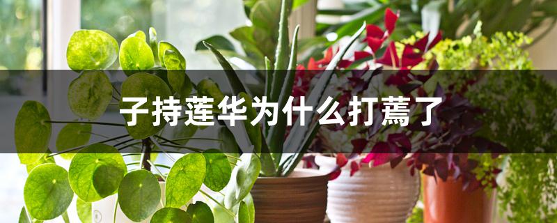 子持莲华为什么打蔫了 子持莲华为什么打蔫了