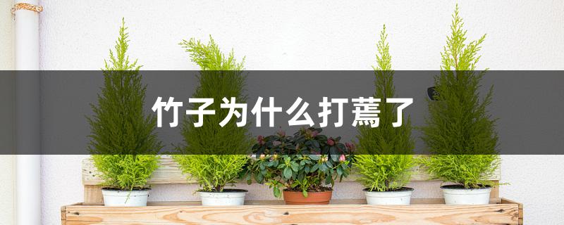 竹子为什么打蔫了 竹子为什么打蔫了