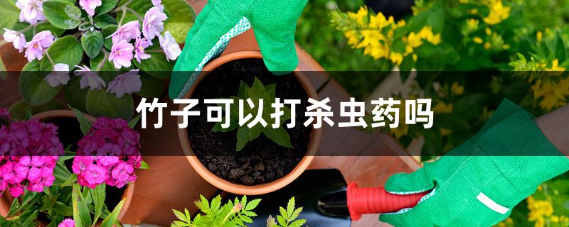 竹子可以打杀虫药吗 竹子可以打杀虫药吗