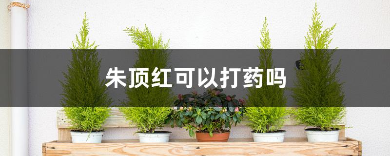 朱顶红可以打药吗